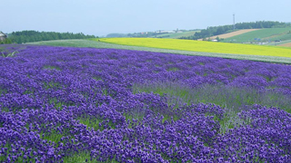 人を癒すことの素晴らしさ